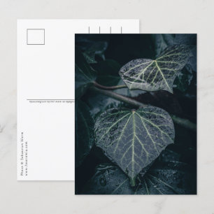 Postal Foto de Ivy Nature