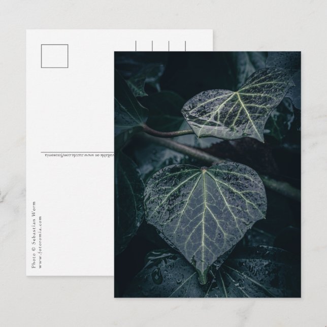 Postal Foto de Ivy Nature (Anverso / Reverso)