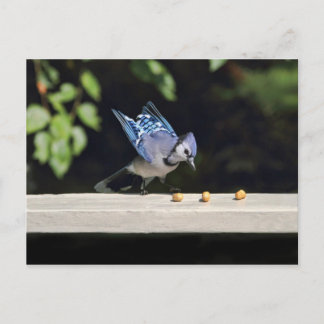 Postal Foto de Jay Flying Blue