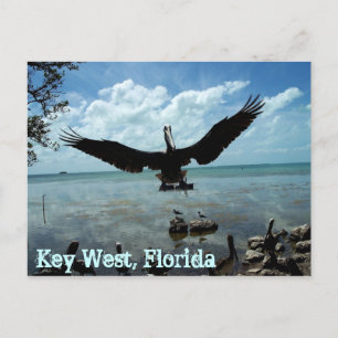 Postal Foto de Key West Florida Pelican Wildlife Post