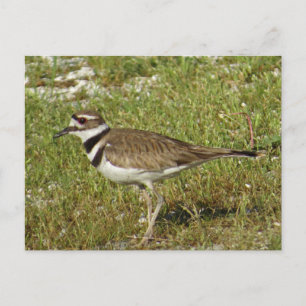 Postal Foto de Killdeer