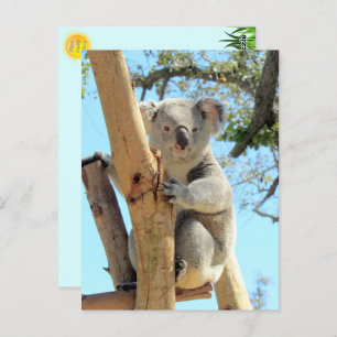 Postal Foto de Koala - Australian Wildlife Photography