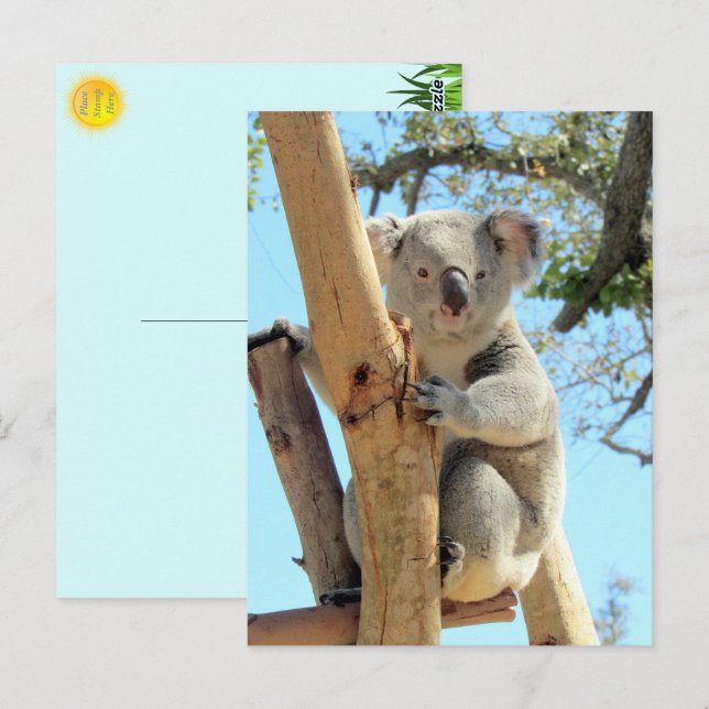 Postal Foto de Koala - Australian Wildlife Photography (Anverso / Reverso)