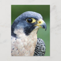 Foto de la cara del halcón de peregrino
