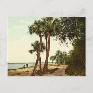 Postal Foto de la cosecha de 1898 del río Indio Florida