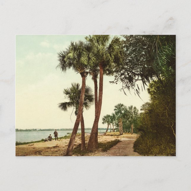 Postal Foto de la cosecha de 1898 del río Indio Florida (Anverso)