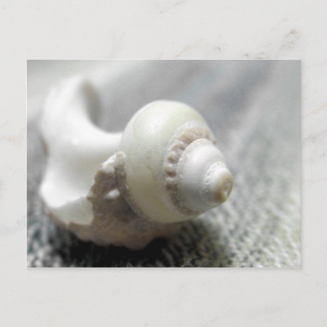 Postal Foto de la cubierta marina de Black & White Beach (Anverso)