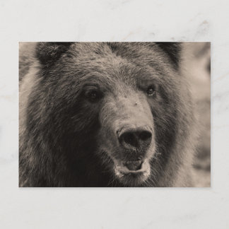 Postal Foto de la fauna del oso grizzly de Brown