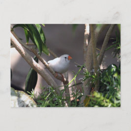 Postal Foto de la finca blanca