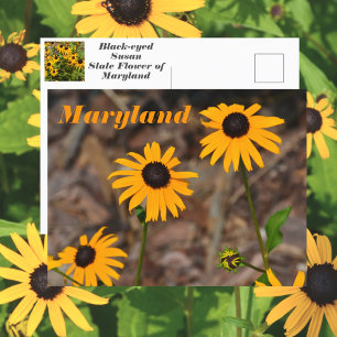 Postal Foto de la flor del estado de Maryland Black-eyed 
