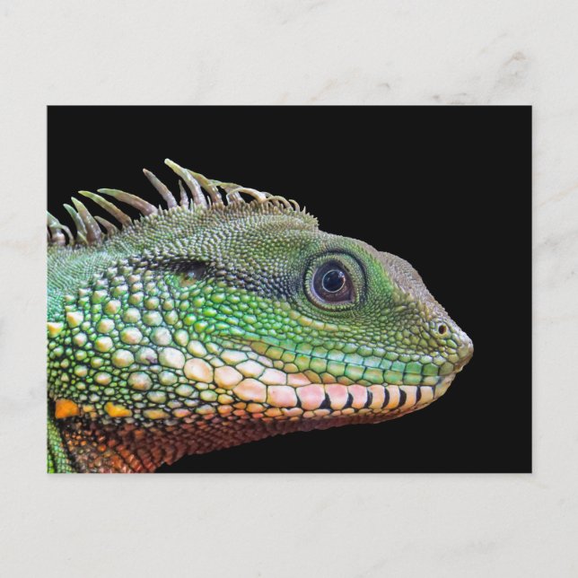 Postal Foto de la Iguana de Vida Silvestre (Anverso)
