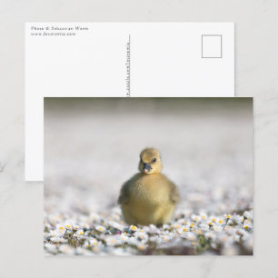 Postal Foto de la naturaleza chismosa