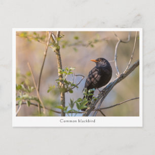 Postal Foto de la naturaleza de Blackbird