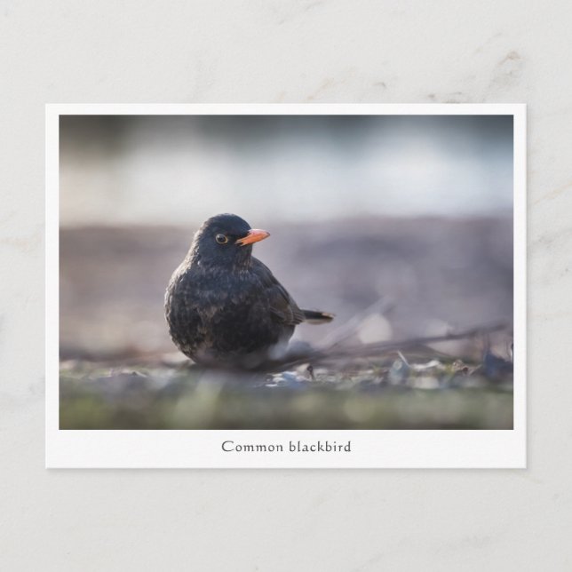 Postal Foto de la naturaleza de Blackbird (Anverso)