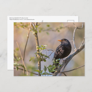 Postal Foto de la naturaleza de Blackbird