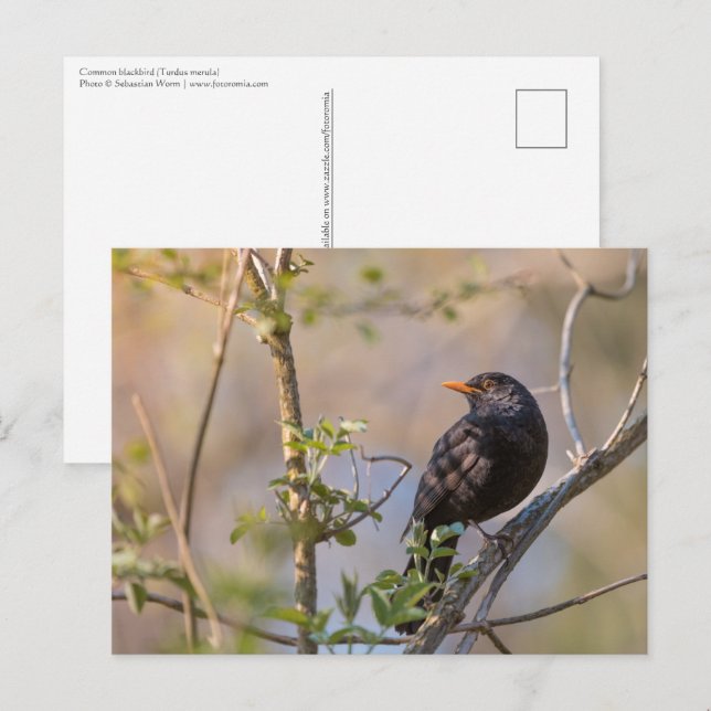 Postal Foto de la naturaleza de Blackbird (Anverso / Reverso)