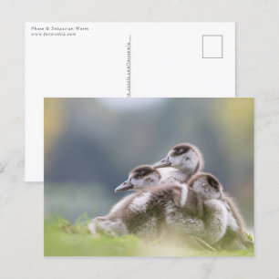 Postal Foto de la naturaleza de chicles de Geese