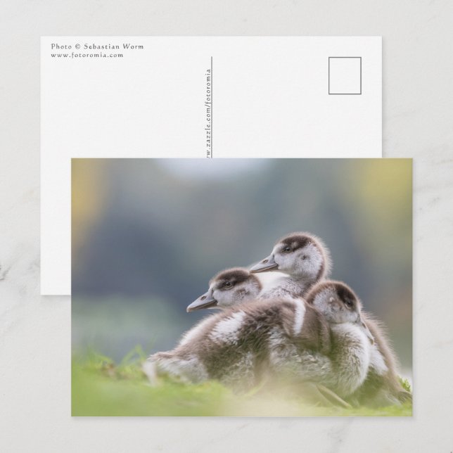 Postal Foto de la naturaleza de chicles de Geese (Anverso / Reverso)