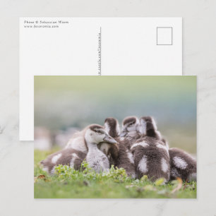 Postal Foto de la naturaleza de chicles de Geese