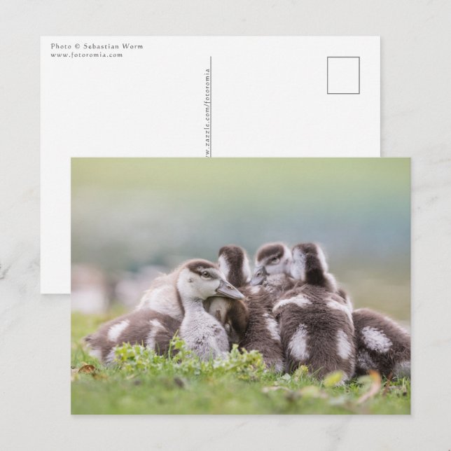 Postal Foto de la naturaleza de chicles de Geese (Anverso / Reverso)