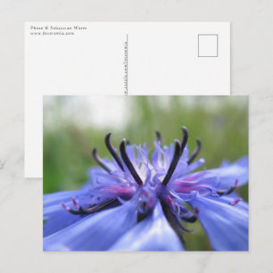 Postal Foto de la naturaleza de Cornflower