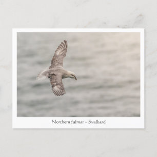 Postal Foto de la naturaleza de fulmar del norte