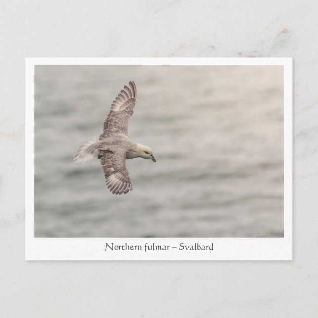 Postal Foto de la naturaleza de fulmar del norte (Anverso)