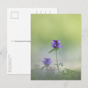 Postal Foto de la naturaleza de la flor Prunella