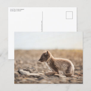 Postal Foto de la naturaleza de la Fox Ártica