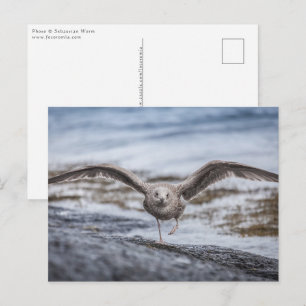 Postal Foto de la naturaleza de la gaviota