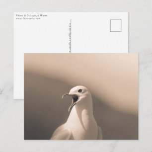 Postal Foto de la naturaleza de la gaviota