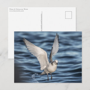 Postal Foto de la naturaleza de la gaviota