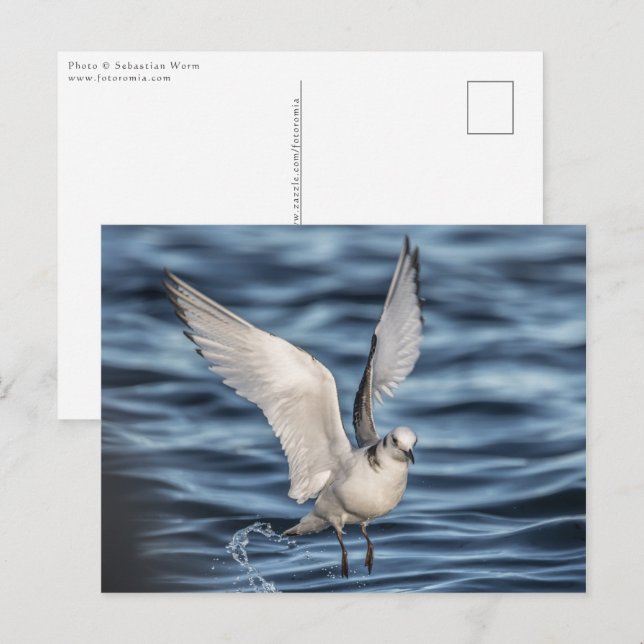 Postal Foto de la naturaleza de la gaviota (Anverso / Reverso)