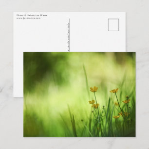 Postal Foto de la naturaleza de la mariposa amarilla