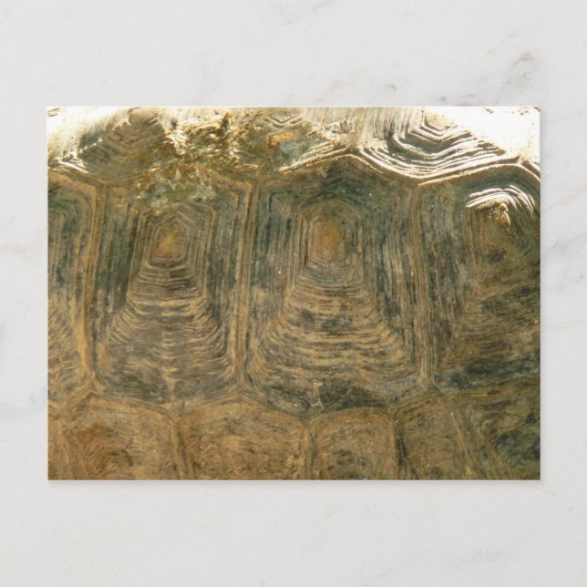 Postal Foto de la naturaleza de la shell de Tortoise (Anverso)