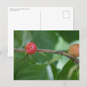 Postal Foto de la naturaleza de las cerezas de café