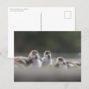 Postal Foto de la naturaleza de las chichas de Geese