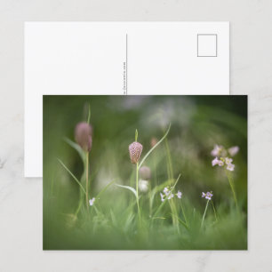 Postal Foto de la naturaleza de las flores