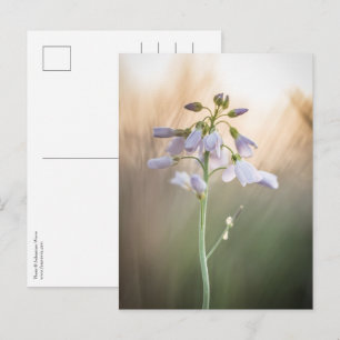 Postal Foto de la naturaleza de las flores