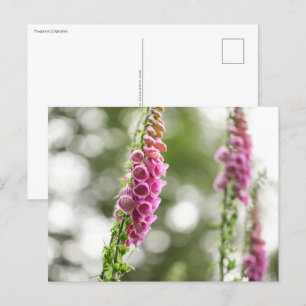 Postal Foto de la naturaleza de las flores