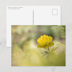 Postal Foto de la naturaleza de las flores amarillas