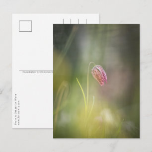 Postal Foto de la naturaleza de las flores de ajedrez