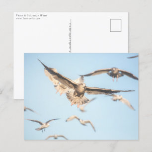 Postal Foto de la naturaleza de las gaviotas