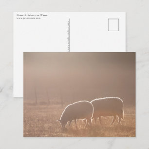 Postal Foto de la naturaleza de las ovejas