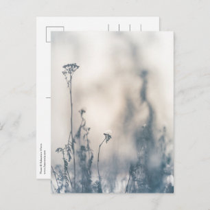 Postal Foto de la naturaleza de las plantas de invierno