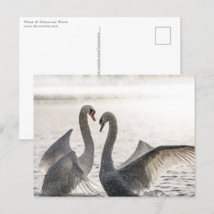 Postal Foto de la naturaleza de los cisnes de lucha