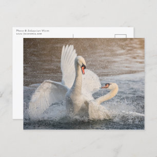 Postal Foto de la naturaleza de los cisnes de lucha