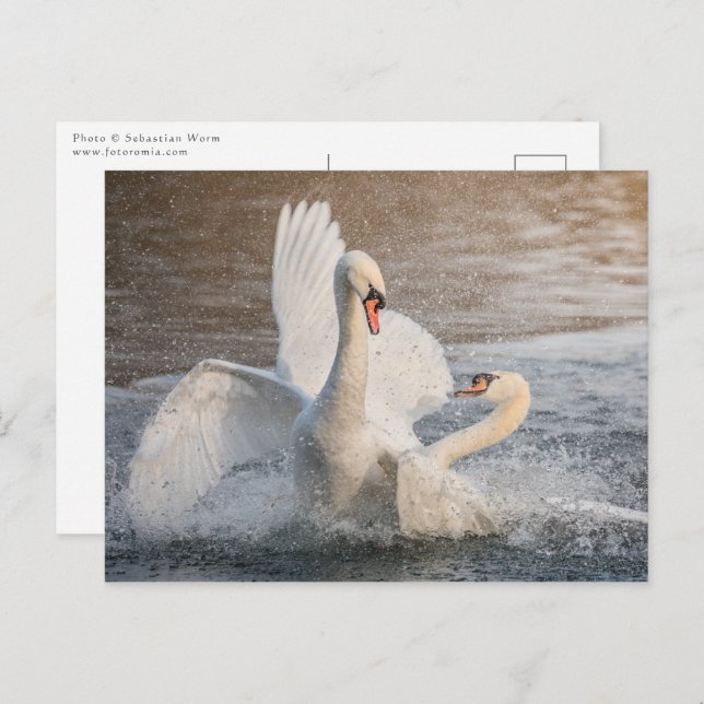 Postal Foto de la naturaleza de los cisnes de lucha (Anverso / Reverso)