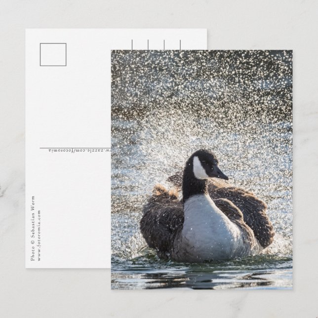 Postal Foto de la naturaleza de los gansos de baño (Anverso / Reverso)