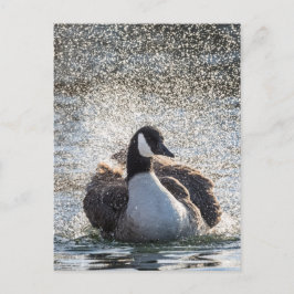 Postal Foto de la naturaleza de los gansos de baño